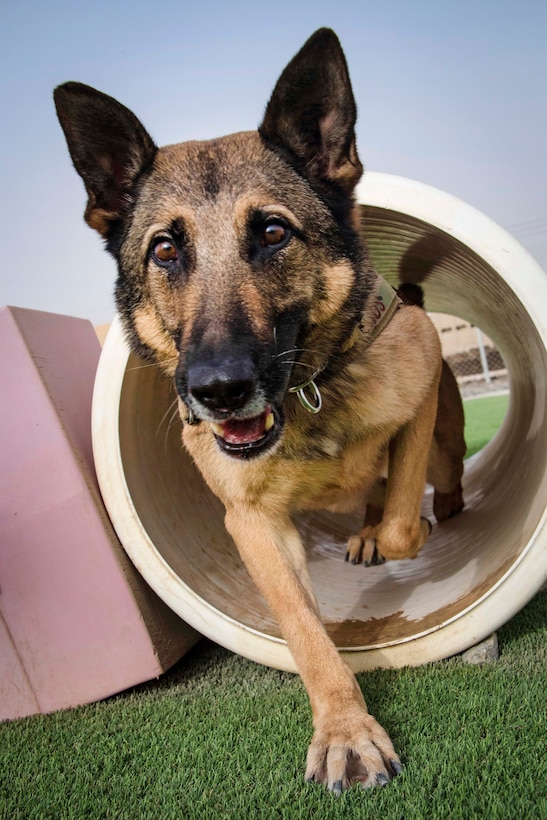 A working dog warms up by navigating an obstacle course.