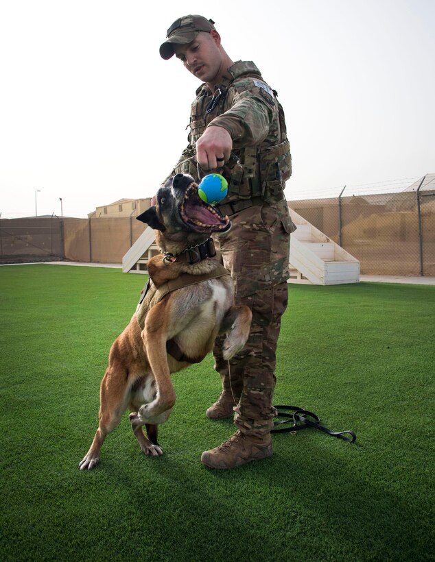 An airman and his dog perform a series of warm-up training exercises.