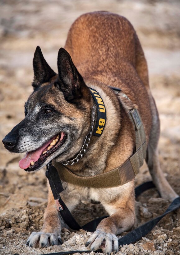 A military working dog is ready to go on patrol duty.