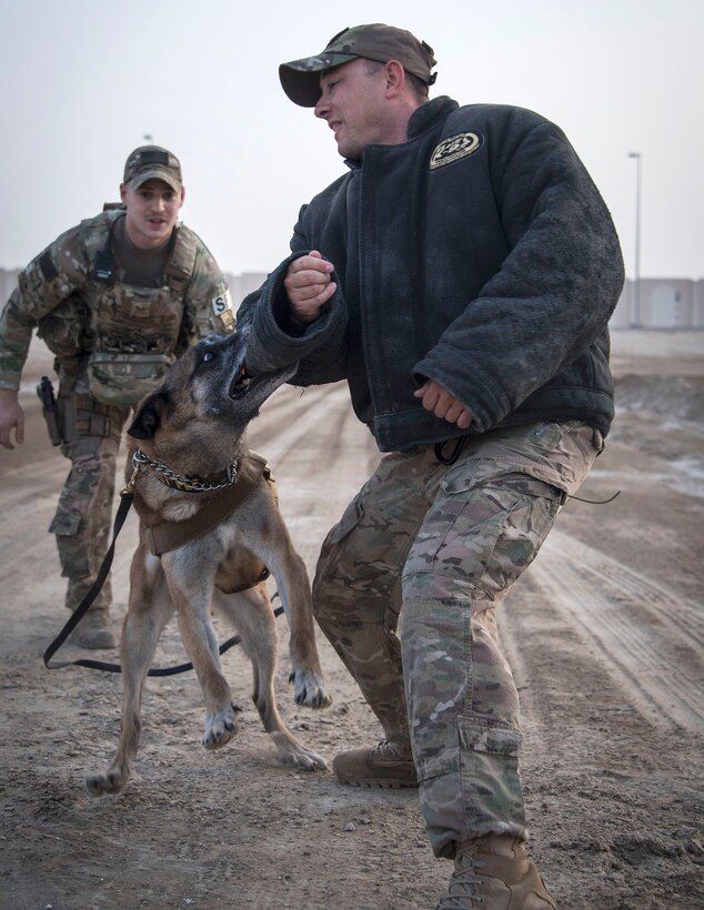 An airman and military working dog conduct bite training.