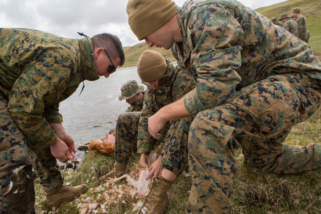 After a demonstration from British Commando's, Marines with 4th Air Naval Gunfire Liaison Company, Force Headquarters Group, pluck and dress a chicken during survival training, in Durness, Scotland, April 26, 2018.