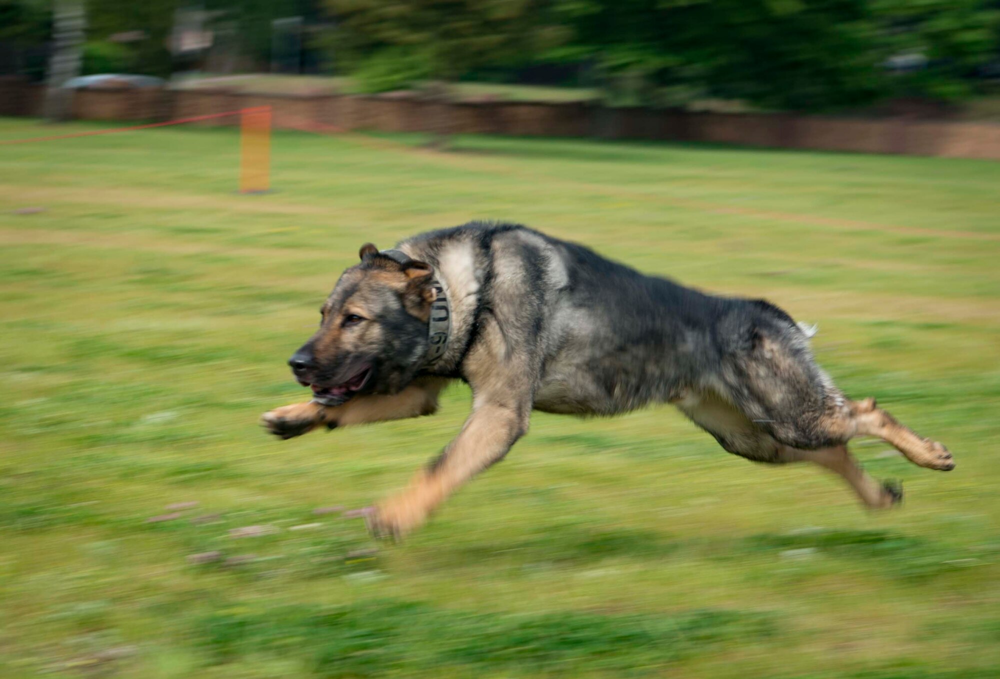 Kobo, 86th Security Forces Squadron military working dog, demonstrates his ability to apprehend an individual during Police Week 2018 on Ramstein Air Base, Germany, May 14, 2018. The demonstration was part of Police Week, which President John F. Kennedy began in 1962 to pay special recognition to those law enforcement officers who have lost their lives in the line of duty. (U.S. Air Force photo by Senior Airman Elizabeth Baker)