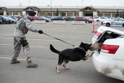 Air Force Staff Sgt. Marshall Rains, 673d Security Forces Squadron military working dog handler, locates a suspect a at a demonstration for Police Week on Joint Base Elmendorf-Richardson, Alaska, May 15, 2018. The event included 673d SFS military working dog demonstrations, Drug Abuse Resistance Education officers, weapons demonstration and a Humvee.