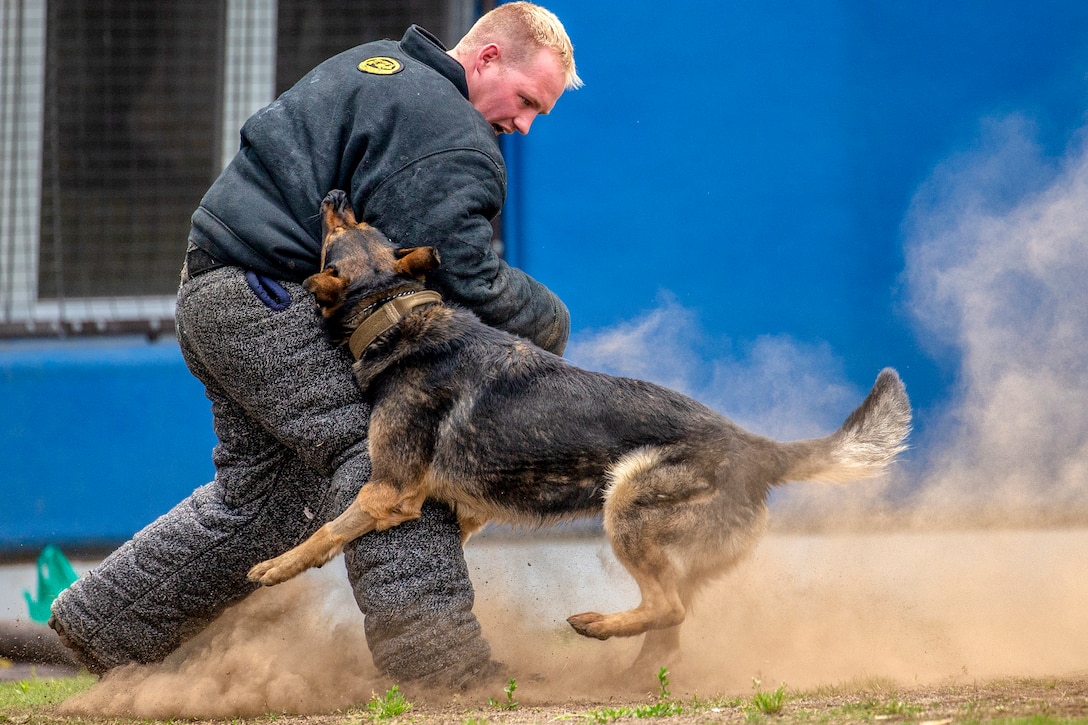 A dog bites a protective jacket worn by a sailor outside  kicking dirt up from the ground