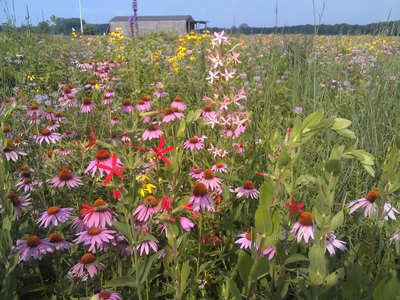 The 88th Civil Engineering Natural Resources division harvested seeds from Huffman Prairie over the summer and fall to utilize the seeds the following fall to plant and grow more habitats for pollinators. The Natural Resources division actively manages the prairie with the help of volunteers to keep invasive and exotic species out in order to allow the native prairie habitat to thrive. (Courtesy photo)