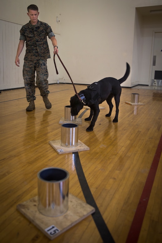 Camp Pendleton Marines organize regional ATF K9 training