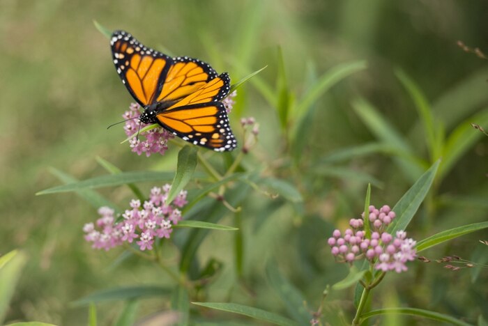 In the Bldg. 3’s Environmental Management lab, researcher Victor Bogosian fashions a tiny elastic harness and transmitter on a recent catch. He’ll paint the transmitter and harness brown, attach the transmitter with temporary adhesive then release the lizard back into the grasslands on Tinker.  Transmitters must be replaced every 10 weeks before batteries inside fail. The lizards don’t stray far, but their camouflage and small size make locating them a learned feat for researchers. (Air Force photo by Margo Wright)