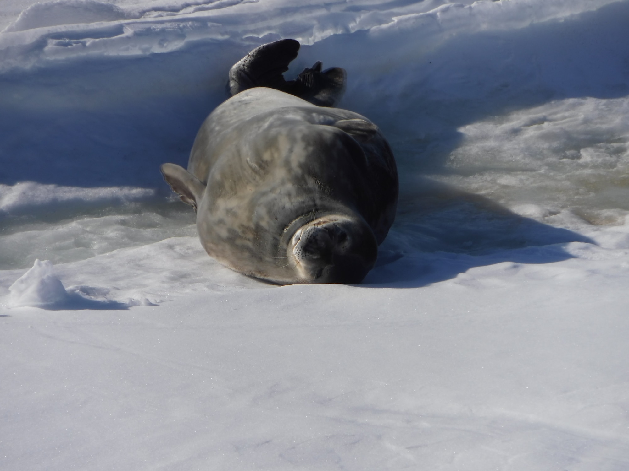 173rd FW provides National Science Foundation an Antarctic Partner