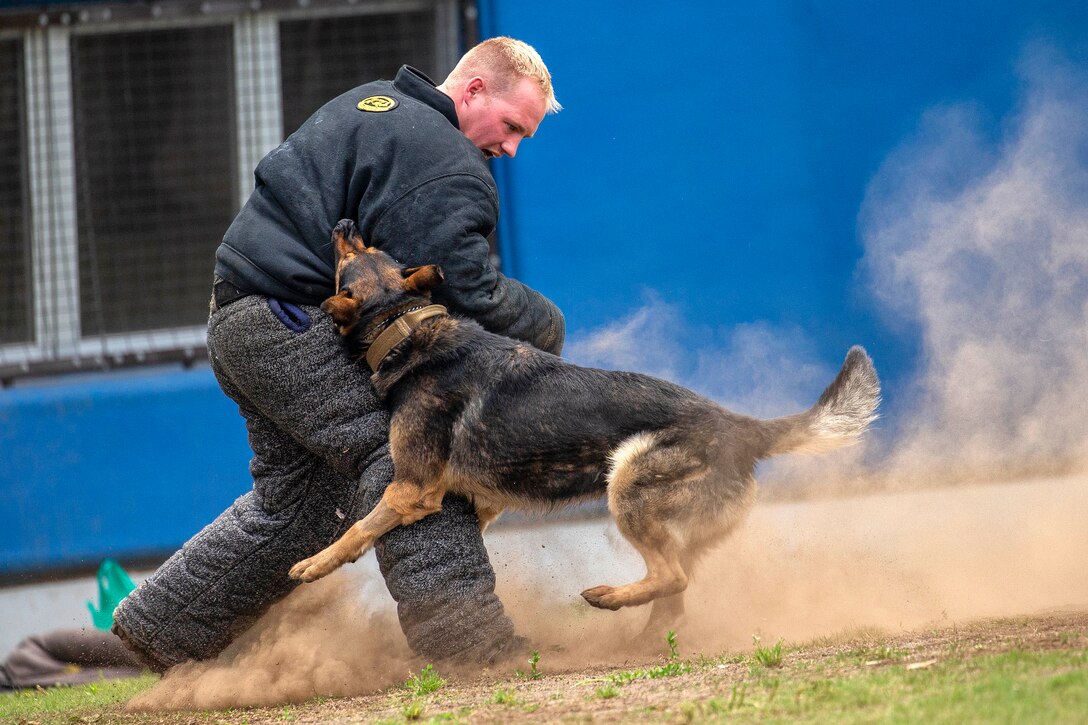 A sailor is taken down by a military working dog.
