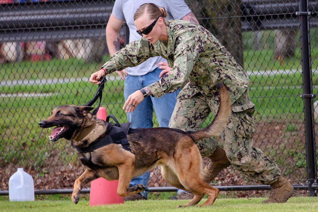 A soldier releases a military working dog to subdue a simulated attacker.