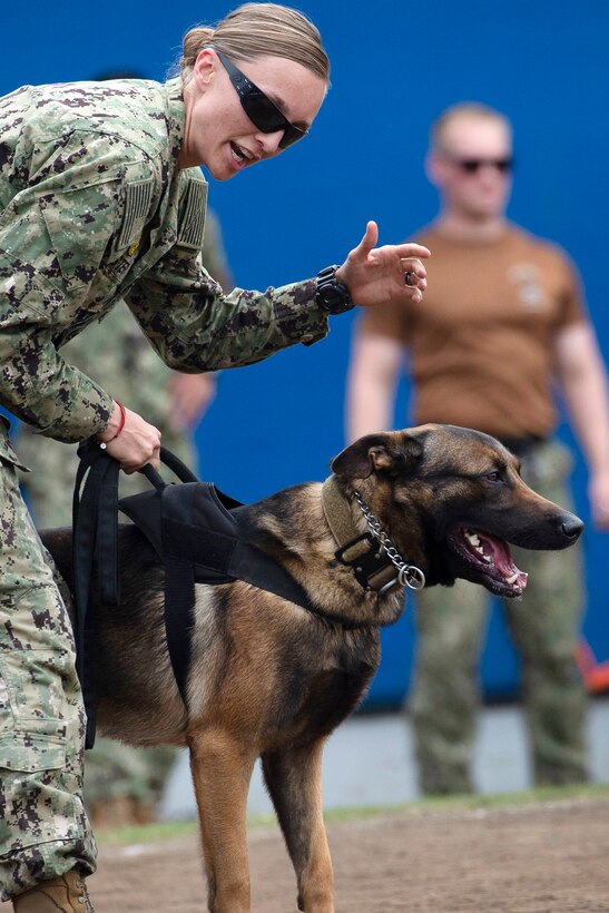 A soldier prepares to release a military working dog to subdue a simulated attacker.
