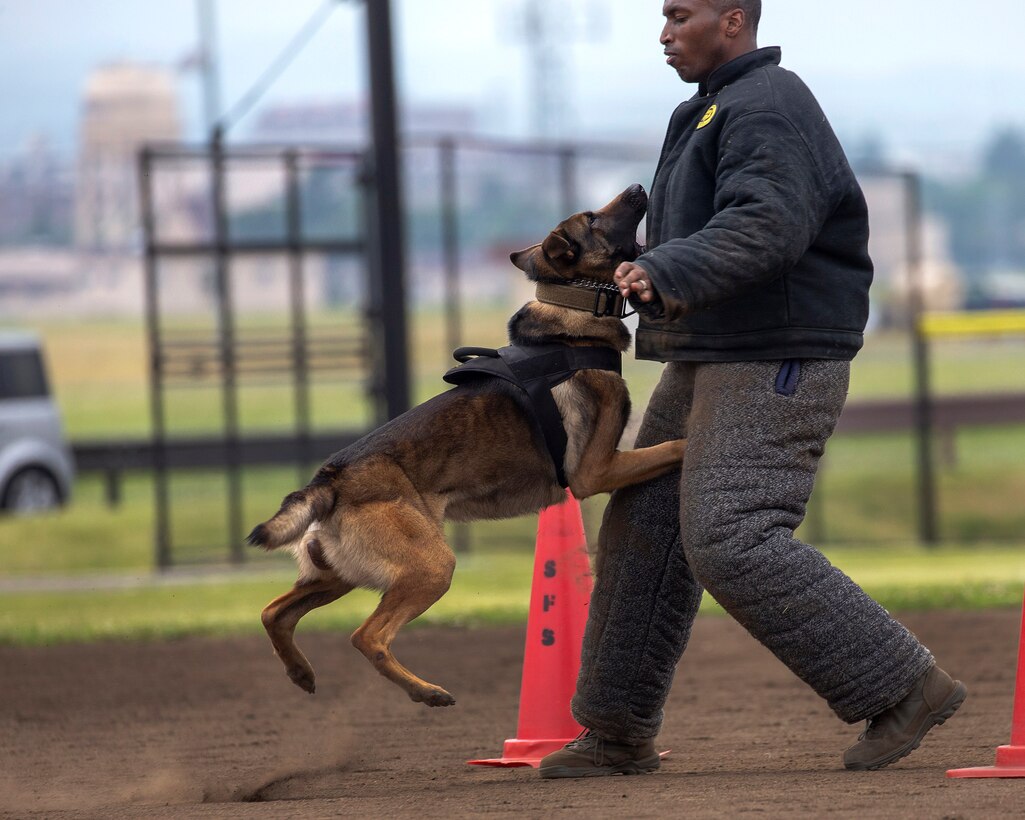 A military working dog subdues a simulated attacker.