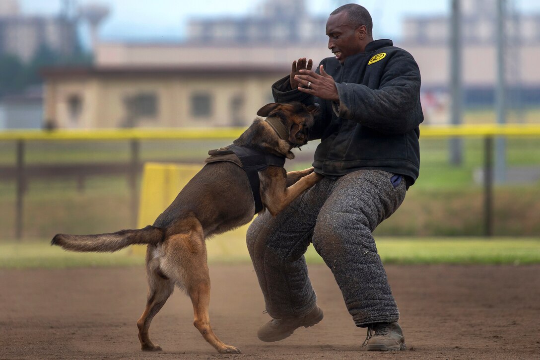 A military working dog uses a controlled bite to subdue a simulated attacker.