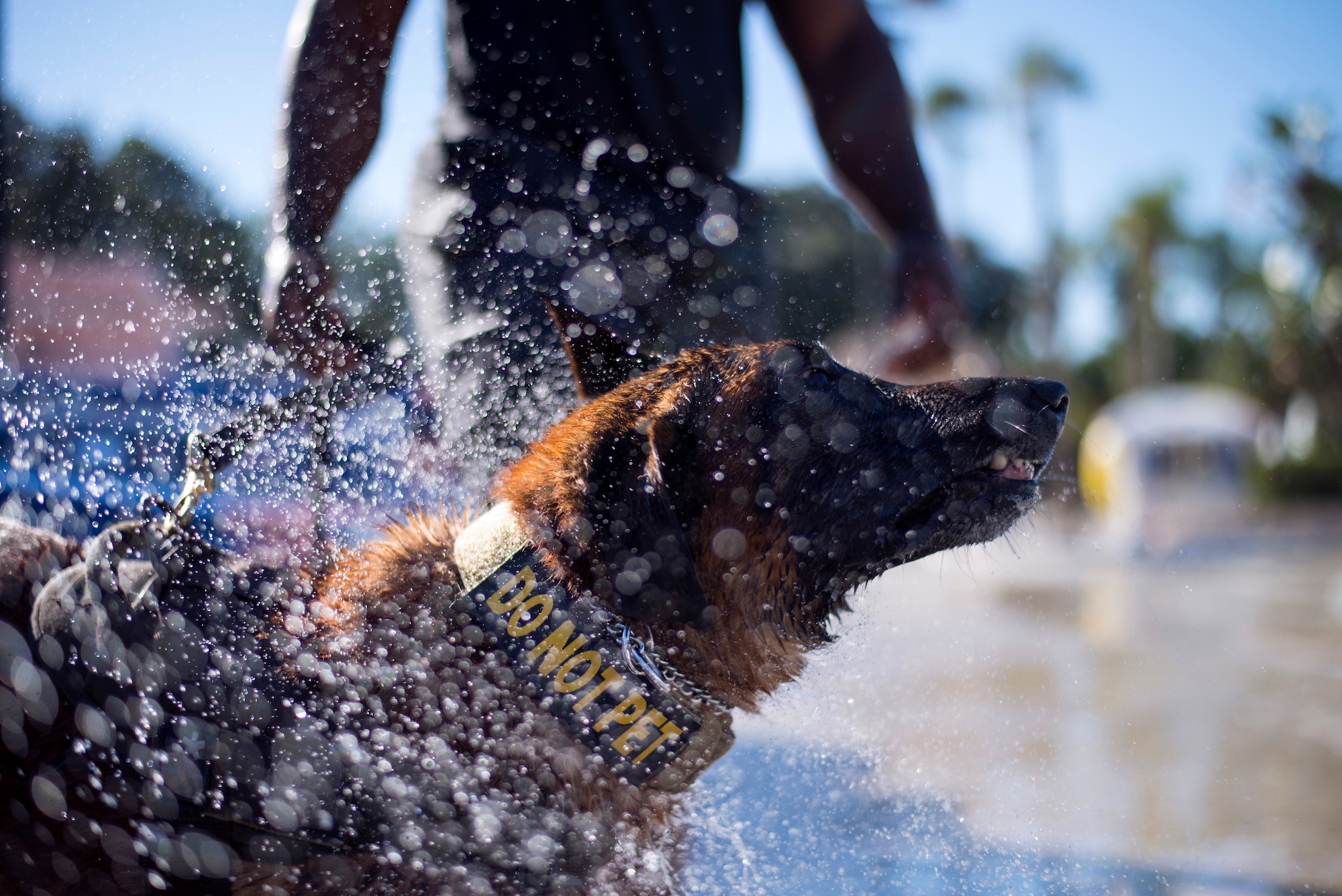 U.S. Air Force 6th Security Forces Squadron military working dog, Lleonard, shakes off water during a water aggression training exercise at Adventure Island, Tampa, Fla. Oct. 29, 2018.