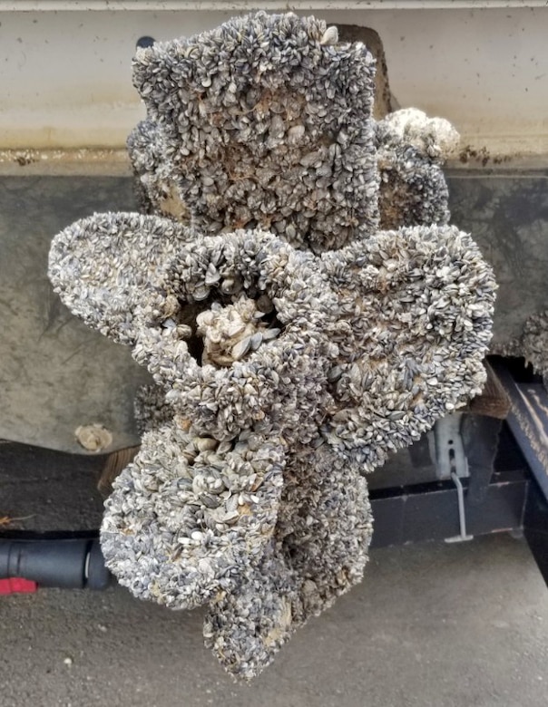 Invasive zebra and quagga mussels cover the blades of a motor on a boat intercepted by CPW inspectors at an Aquatic Nuisance Species checkpoint.