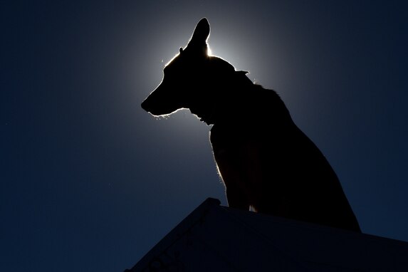 military working dog