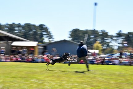 628th Security Forces Squadron K9, Szultan, runs down an assailant in a demonstration at Merrington Elementary School, Oct. 29, 2018 at Joint Base Charleston, S.C.