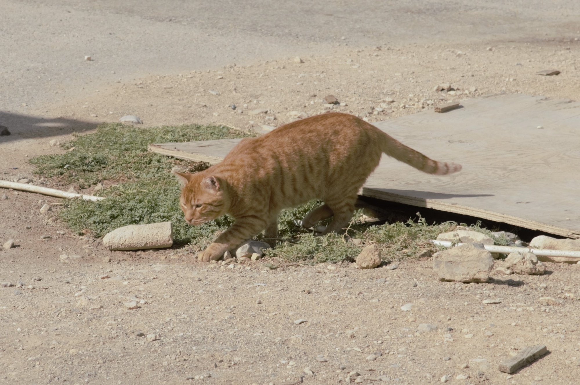 “Garfield,” a “military working cat,” engages in his morning routine of big-game hunting Oct. 29, 2018. He is one of several felines whose “job” it is to control the pest population at the 332d Air Expeditionary Wing, Southwest Asia.  As per General Order number 1, these cats are not be touched, fed or cared for by unauthorized personnel. (U.S. Air Force photo by Maj. John T. Stamm)