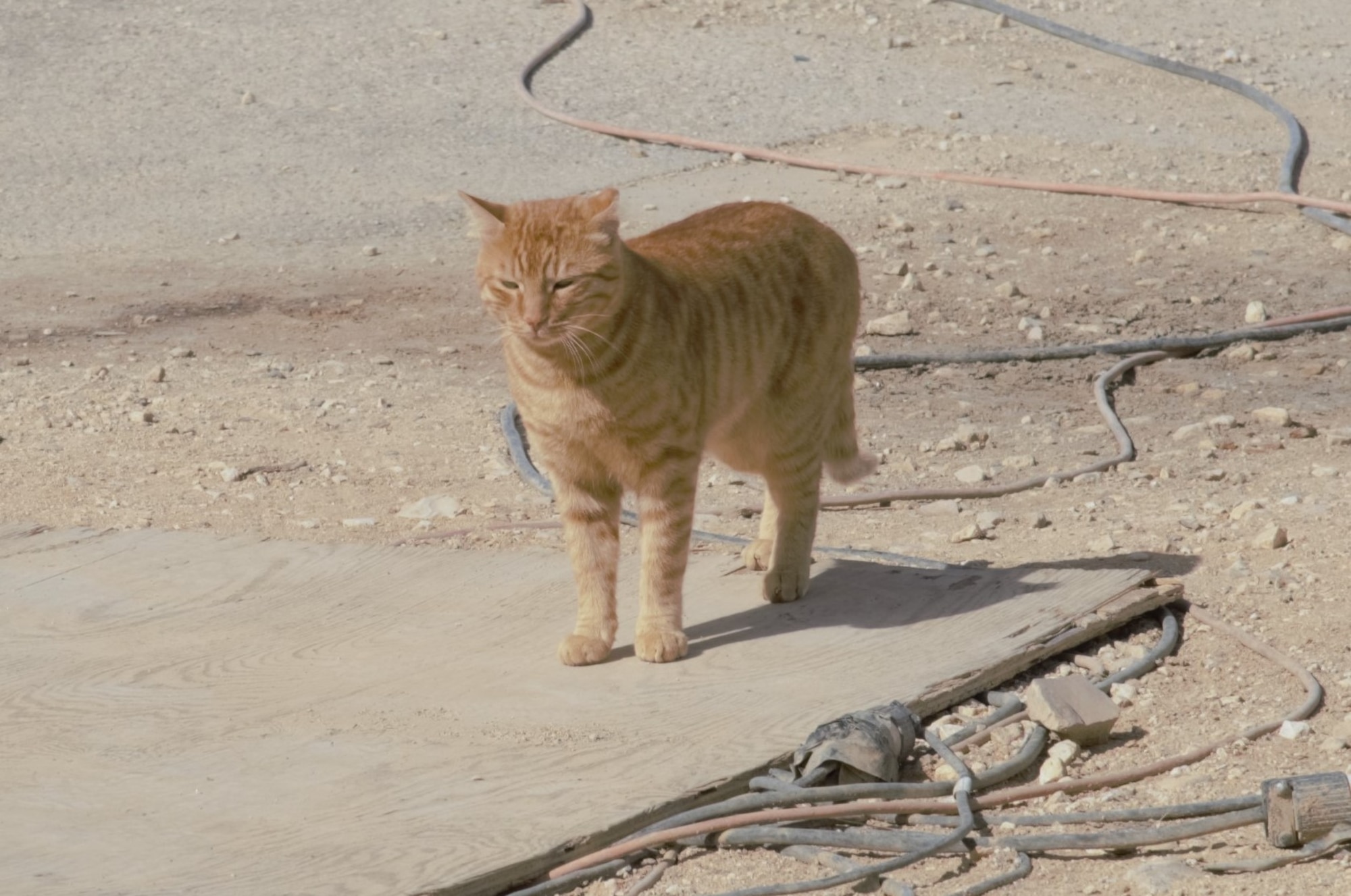 “Garfield,” a “military working cat,” engages in his morning routine of big-game hunting Oct. 29, 2018. He is one of several felines whose “job” it is to control the pest population at the 332nd Air Expeditionary Wing, Southwest Asia.  As per General Order number 1, these cats are not be touched, fed or cared for by unauthorized personnel. (U.S. Air Force photo by Maj. John T. Stamm)