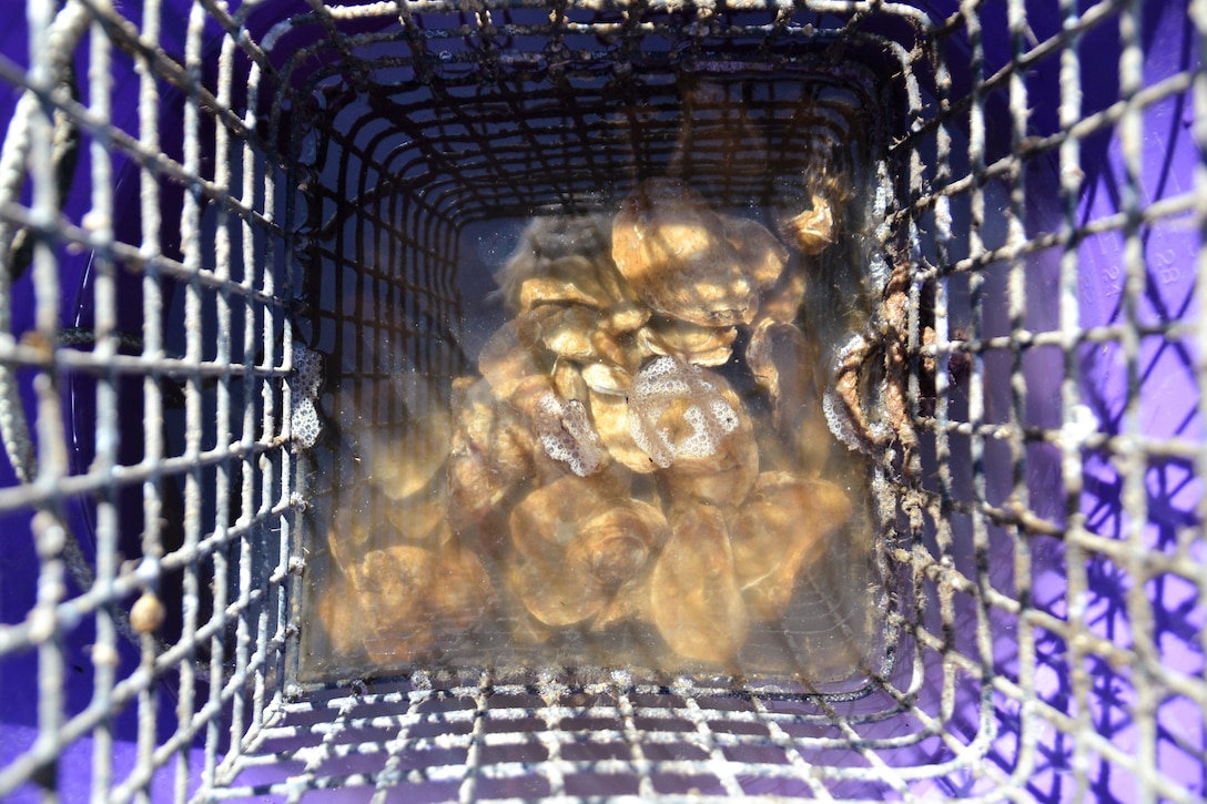 Oysters sitting in a cage while in a water-filled purple bucket.