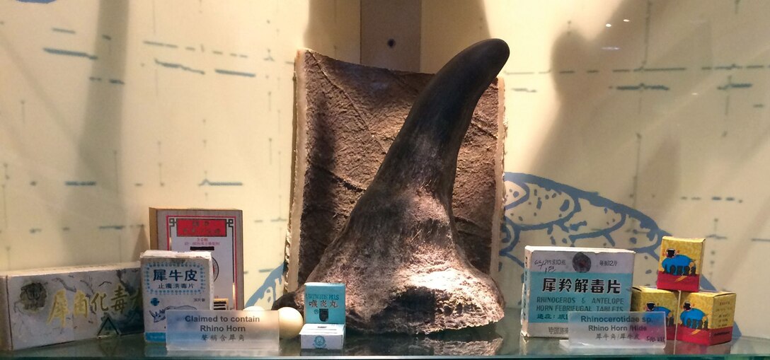 Examples of rhino horn products seized by the Hong Kong Government displayed in Hong Kong’s Agriculture, Fisheries, and Conservation Department Visitor Center.