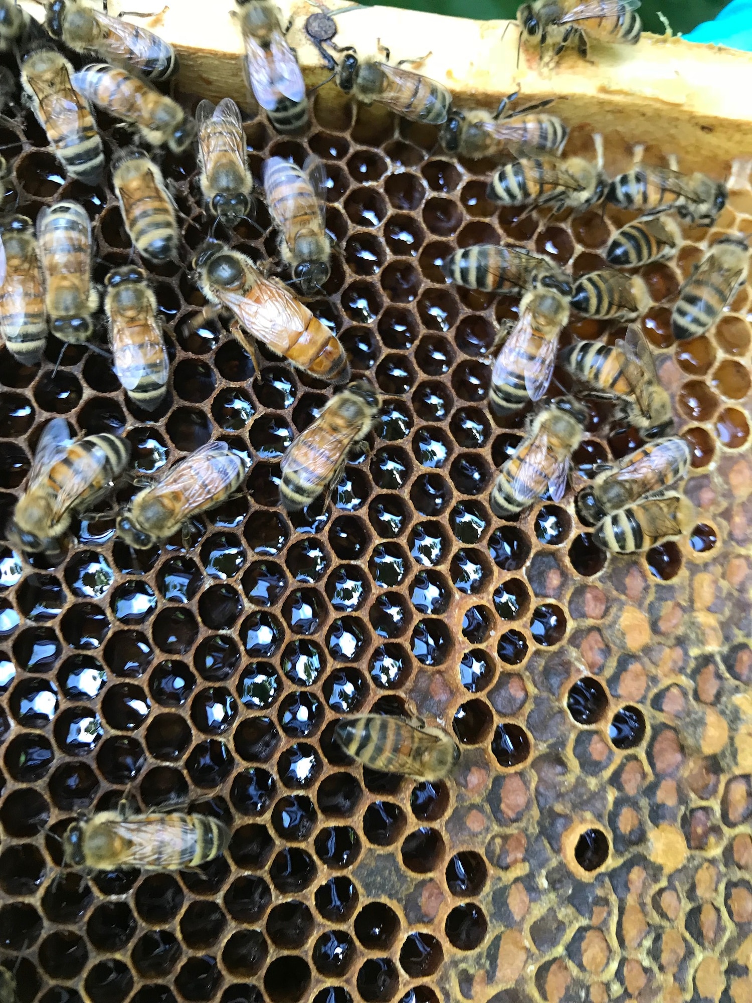 A queen honey bee mated with feral drones. (Courtesy photo)