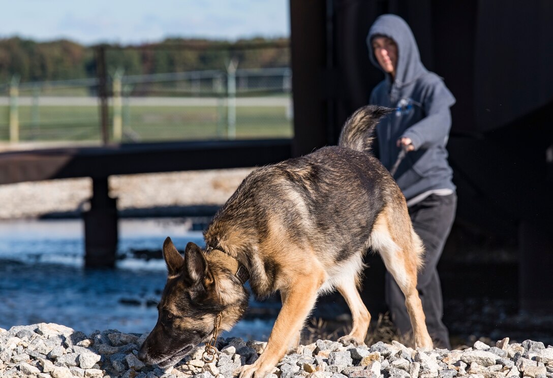 Sgt. Katie Edgar, Worcester County, Md., Sheriff’s Department K-9 Unit supervisor, along with her partner, “Brina,” a three-year-old German Shepherd narcotics detection dog, search for hidden narcotics Oct. 24, 2018, at Dover Air Force Base, Del. Several members from the Worcester County Sheriff's Department and two working dogs participated in the joint training session hosted by the 436th Security Forces Squadron from Dover AFB. (U.S. Air Force photo by Roland Balik)