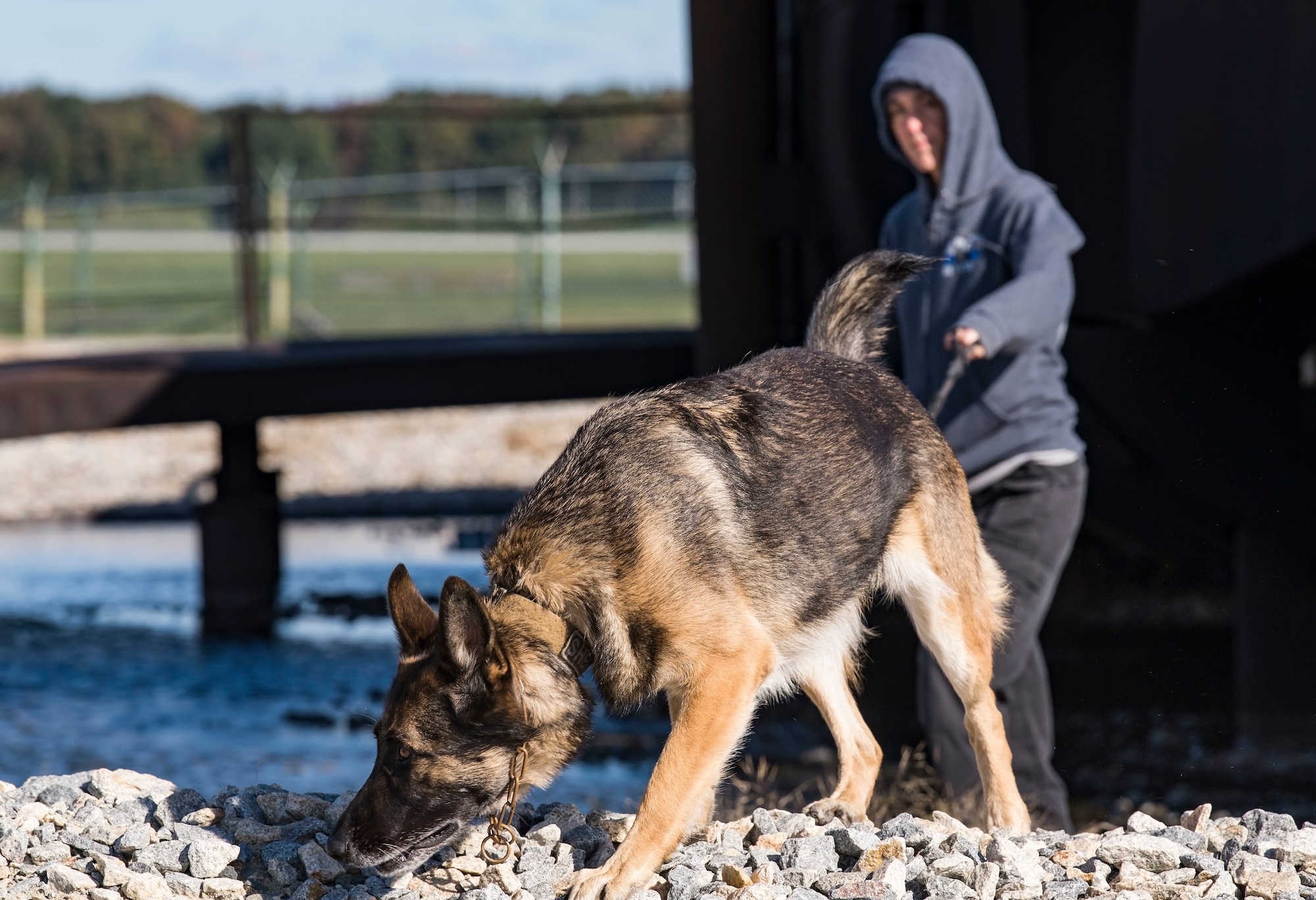 Sgt. Katie Edgar, Worcester County, Md., Sheriff’s Department K-9 Unit supervisor, along with her partner, “Brina,” a three-year-old German Shepherd narcotics detection dog, search for hidden narcotics Oct. 24, 2018, at Dover Air Force Base, Del. Several members from the Worcester County Sheriff's Department and two working dogs participated in the joint training session hosted by the 436th Security Forces Squadron from Dover AFB. (U.S. Air Force photo by Roland Balik)