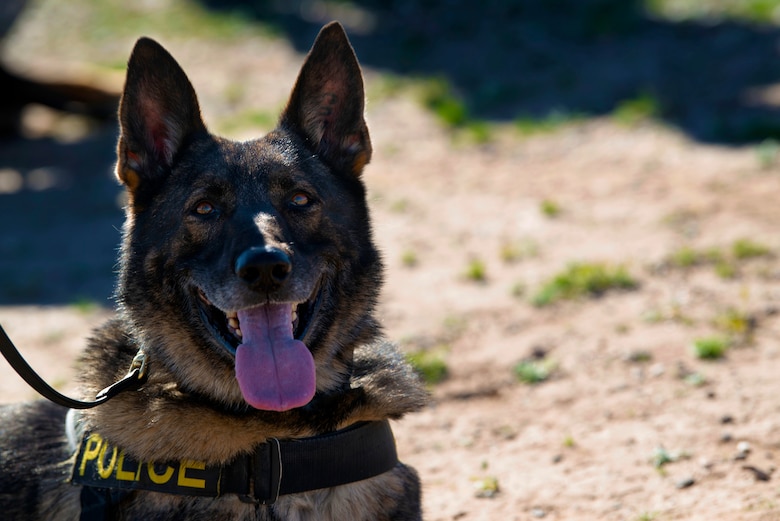 A 56th Security Forces Squadron military working dog poses for a photo during a joint training exercise at Glendale Municipal Airport Nov. 2, 2018, in Glendale, Ariz.
