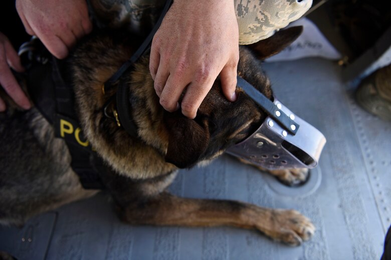 Members from the 56th Security Forces Squadron and the Arizona Army National Guard hold onto a military working dog while flying in a UH-60 Black Hawk during a joint training exercise at Glendale Municipal Airport Nov.