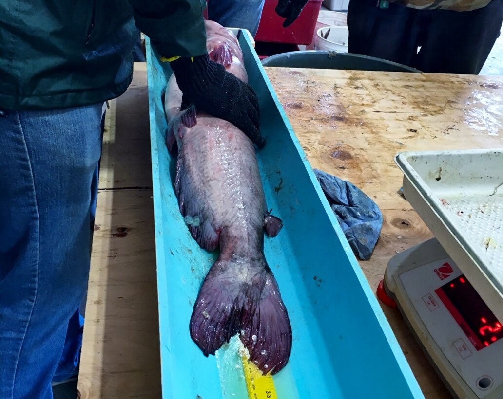 Volunteers help CPW biologists survey John Martin Reservoir fish population
