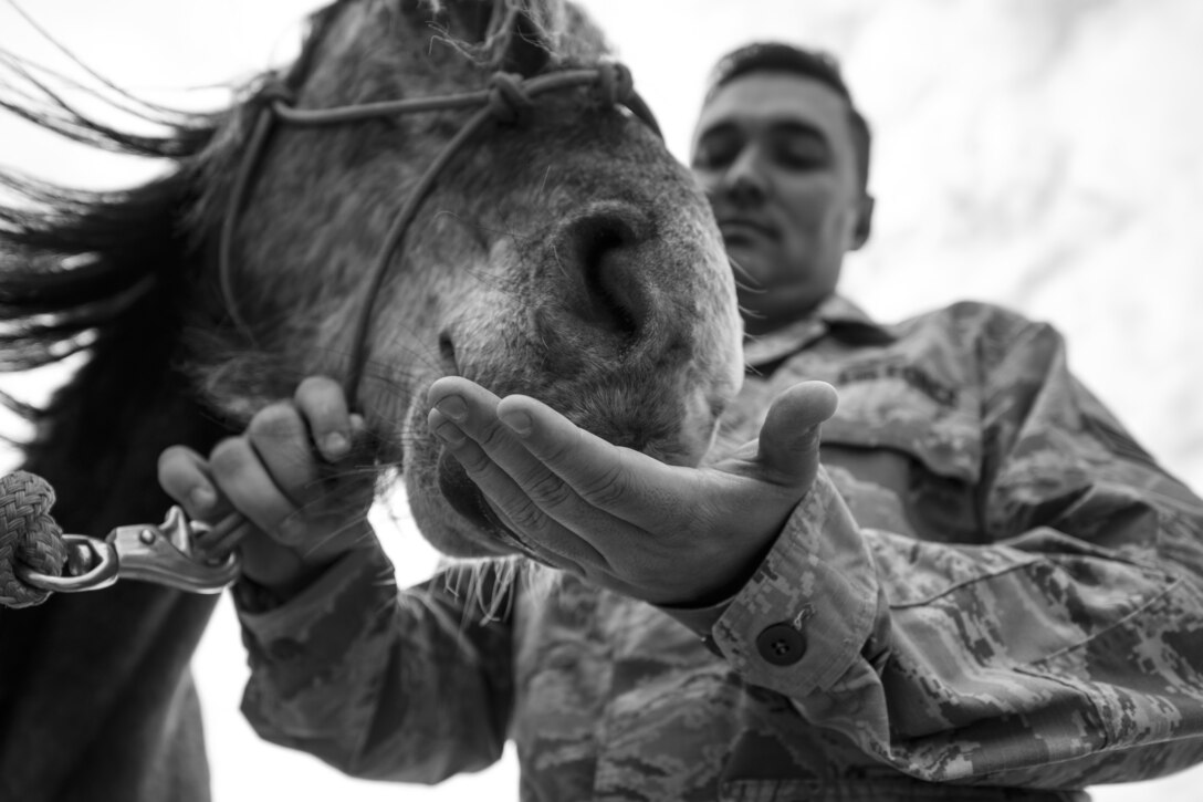 U.S. Air Force Staff Sgt. Cody Wisley, 83rd Network Operations Squadron boundary protection supervisor, feeds his horse, Steel, at Joint Base Langley-Eustis, Virginia, April 12, 2018.