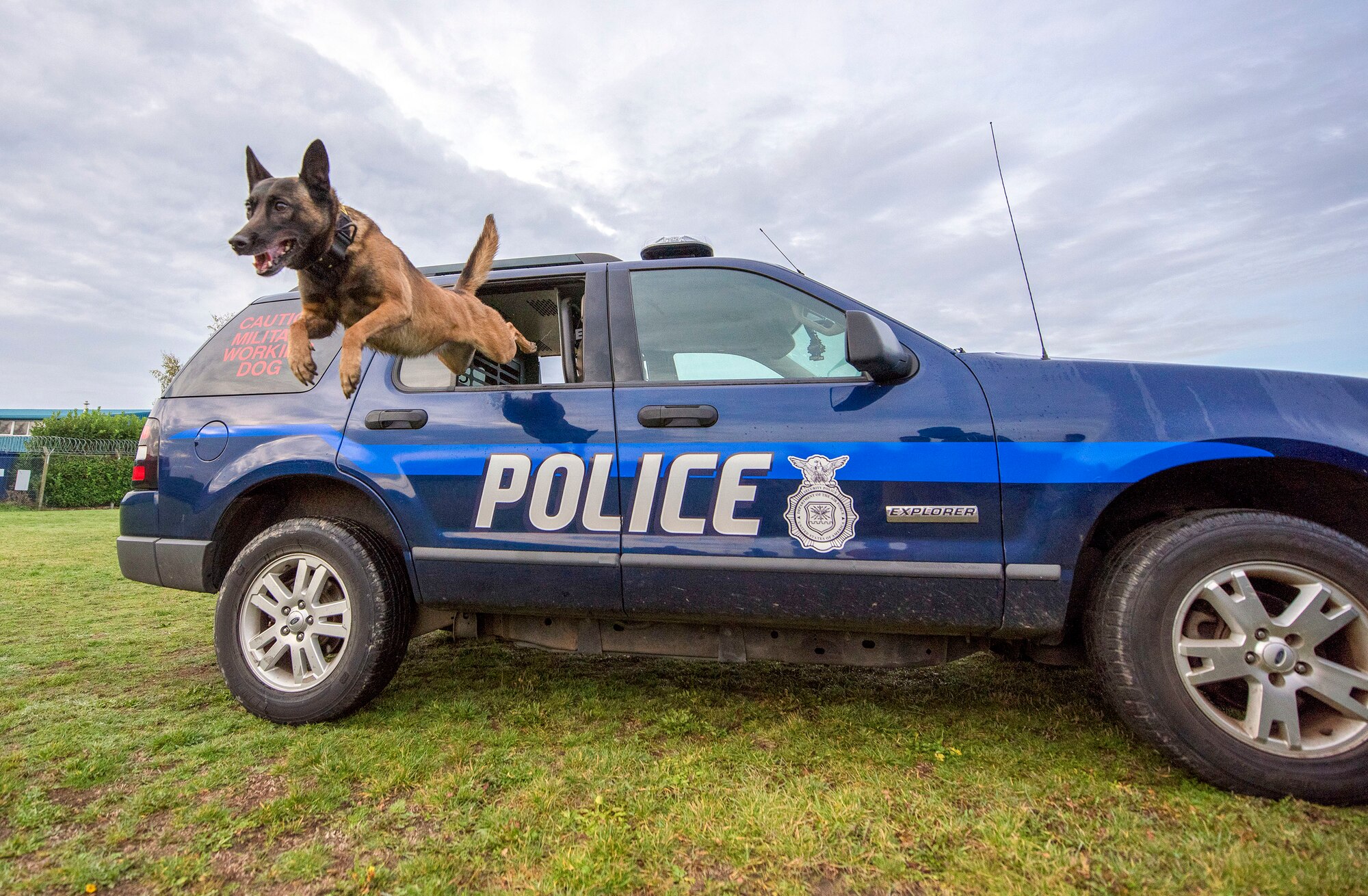 Military working dog Ukkie jumps out a patrol car as part of MWD daily training at RAF Mildenhall, England, Nov. 6, 2018. The MWD teams train the “six-phases of aggression” on a daily basis, which consists of field interview, pursuit of attach, search, escort and a standoff. (U.S. Air Force photo by Staff Sgt. Christine Groening)