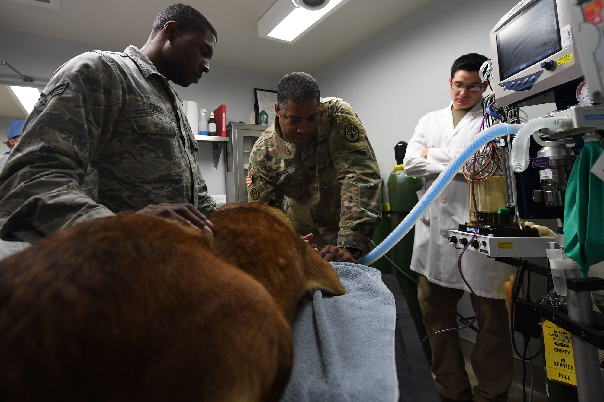 A group of people monitor the vitals of a dog on an operating table.