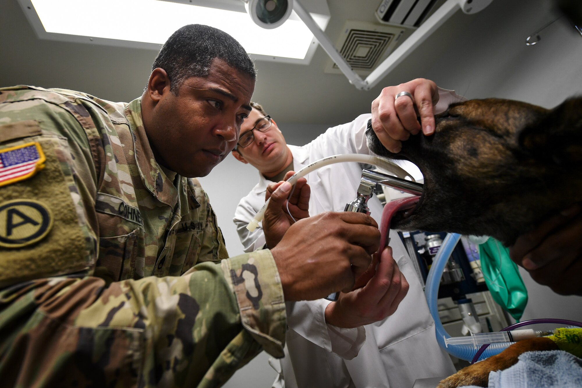 Two men put a breathing tube into a dog's throat.