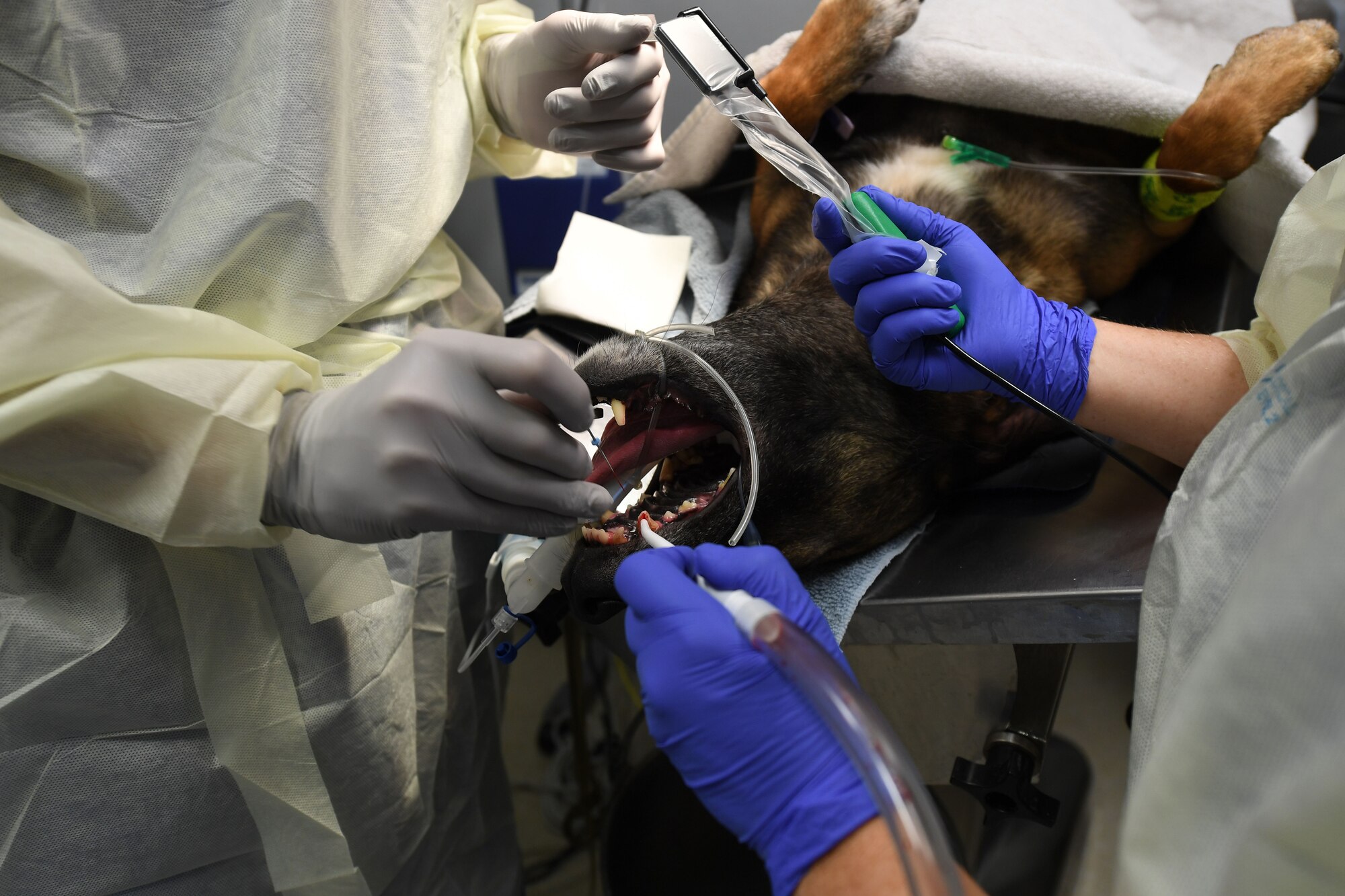 Two people work on a dogs tooth.