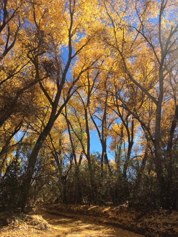 La Puebla, N.M. – Leaf litter hides an arroyo at the entrance to a road it crosses before flowing into the Santa Cruz River, Nov. 2, 2018. This 2018 photo drive entry was taken by Daniel Delgado.