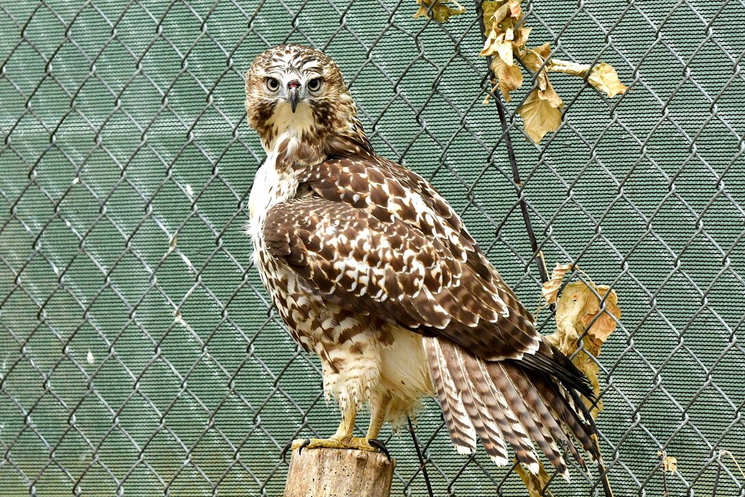 A Swainson's hawk rests on a perch prior to its release November 15, 2018, in the Dakota Zoo, Bismarck, North Dakota. Members of the zoo staff received the bird September 5, 2018, after it was discovered injured on Grand Forks Air Force Base, N.D. It was treated back to health for 30 days before its release into the wild. (Courtesy photo by Mike LaLonde/Dakota Zoo)