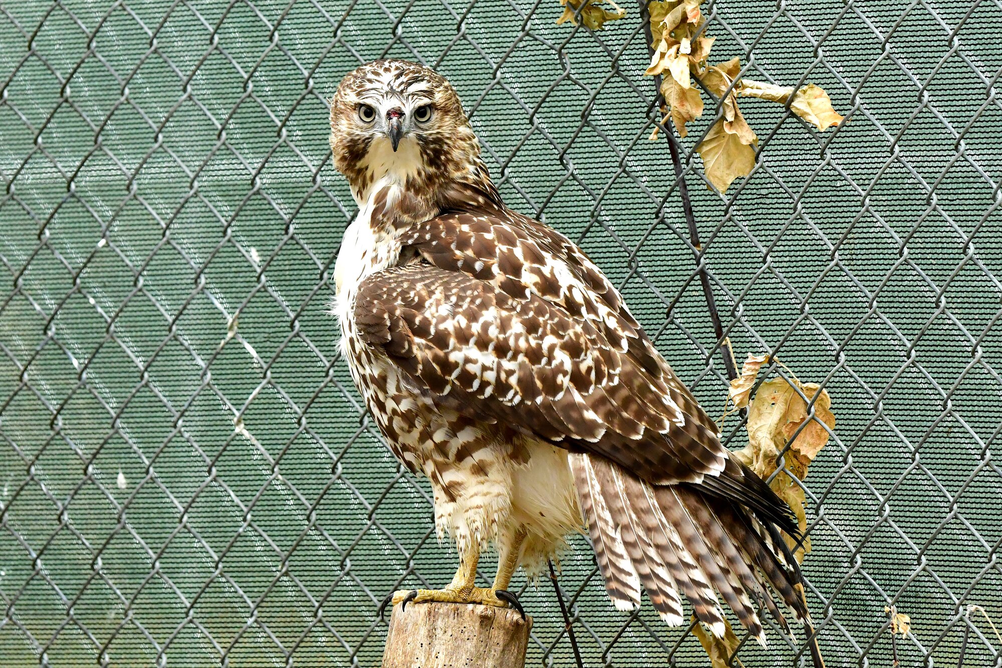 A Swainson's hawk rests on a perch prior to its release November 15, 2018, in the Dakota Zoo, Bismarck, North Dakota. Members of the zoo staff received the bird September 5, 2018, after it was discovered injured on Grand Forks Air Force Base, N.D. It was treated back to health for 30 days before its release into the wild. (Courtesy photo by Mike LaLonde/Dakota Zoo)