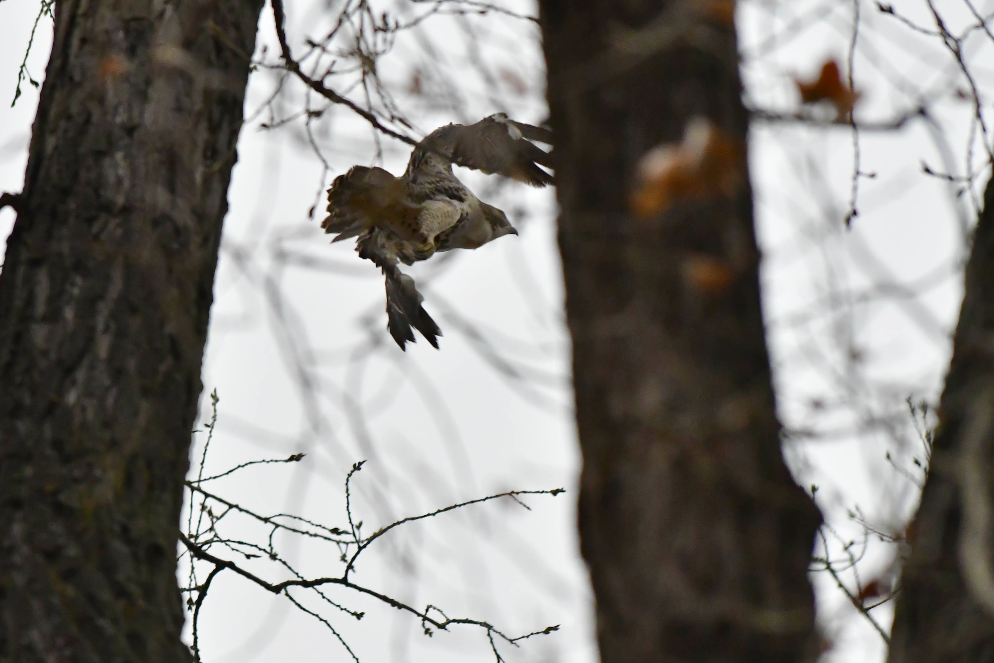 A Swainson's hawk takes off in flight after being released by Dakota Zoo employees November 15, 2018, in a forested area near Bismarck, North Dakota. The hawk was tended to for more than a month at the zoo after being discovered injured at Grand Forks Air Force Base, N.D., and delivered to the zoo's rehabilitation center for birds of prey. (Courtesy photo by Mike LaLonde/Dakota Zoo)