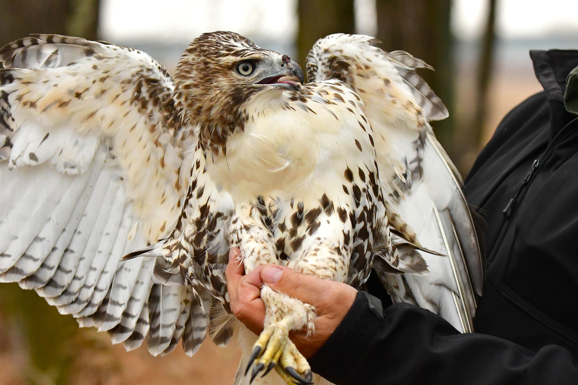 A Swainson's hawk is prepared for release November 15, 2018, in a forested area near Bismarck, North Dakota. The hawk was rescued a month prior by members of the 319th Logistics Readiness Squadron on Grand Forks Air Force Base, N.D. (Courtesy photo by Mike LaLonde/Dakota Zoo)