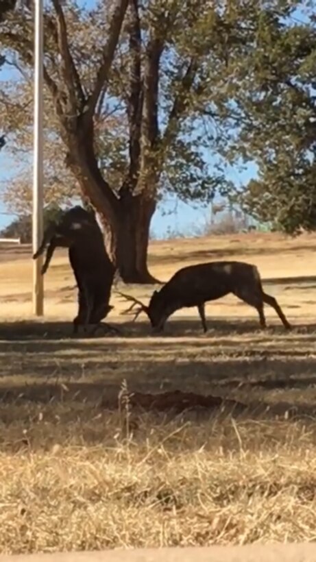 CONCHAS DAM, N.M. – Two deer were sparring when one lunged and did a headstand, burying his rack into the ground behind the project office, Dec. 1, 2016. Photo by Ronald Carter. This 2018 photo drive entry tied for second place based on employee voting.
