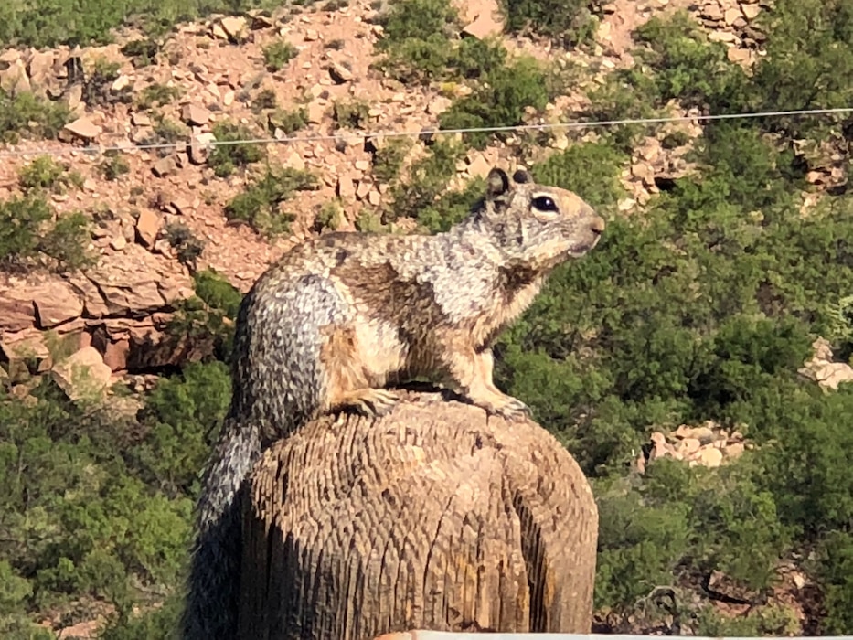 CONCHAS DAM, N.M. – A squirrel suns itself on a road behind the dam, Sept. 22, 2018. Photo by Ronald Carter. This was a 2018 photo drive entry.