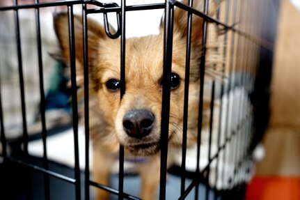 Pancake, a resident of the Chico Municipal Airport temporary animal shelter, peers through her cage in Chico, California, Nov. 18, 2018. Pancake is one of nearly 1800 displaced animals being cared for in shelters managed by the North Valley Animal Rescue Group after the Camp Fire destroyed nearly 8,000 homes.