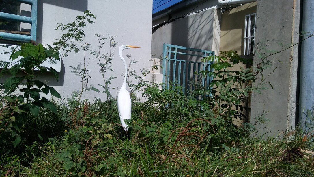 SAN JUAN, Puerto Rico, -- An egret stands in some brush outside Pier 14, Oct. 10, 2018. Photo by Robin Henry. This was a 2018 photo drive entry.