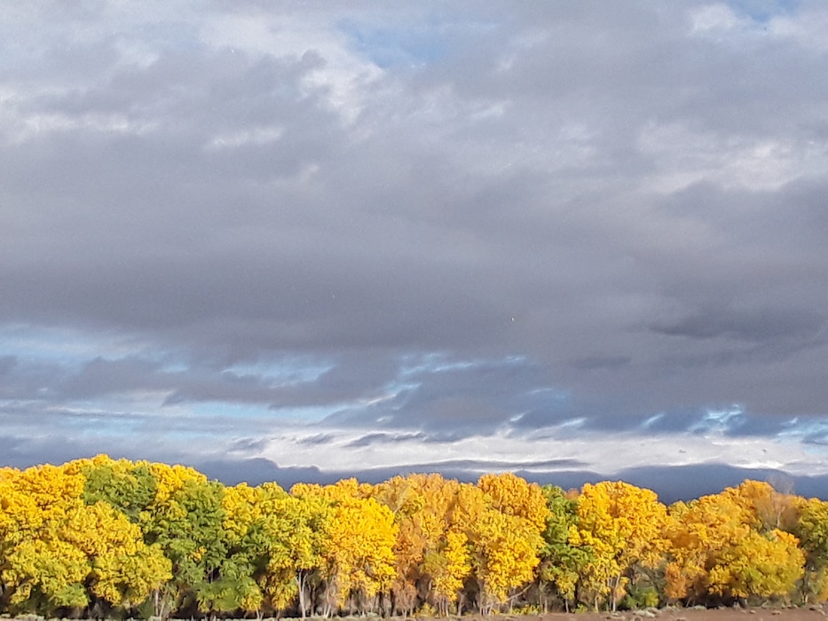 COCHITI DAM, N.M. – Cottonwood trees show off their autumn leaves along the Santa Fe River below the spillway, Oct. 24, 2018. Photo by Marcos Rosacker. This was a 2018 photo drive entry.