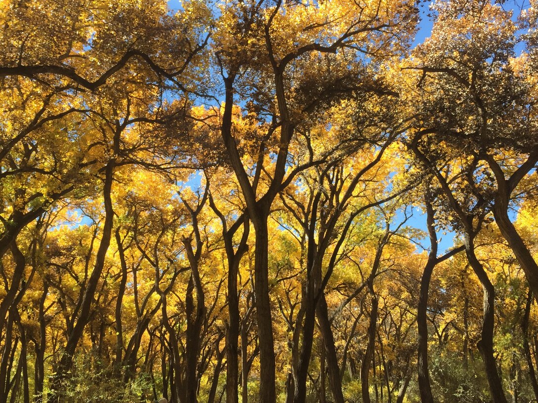 ALBUQUERQUE, N.M. – Cottonwood trees display their autumn leaves, Oct. 25, 2018. The trees are in the bosque, where the District has restoration projects located. Photo by Danielle Galloway. This 2018 photo drive entry tied for second place based on employee voting.