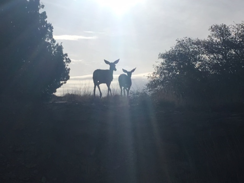 SANTA ROSA LAKE, N.M. – A doe and fawn climb up a hill on a foggy morning just after sunrise at the lake, May 1, 2018. Photo by Richard Griego. This was a 2018 photo drive entry.