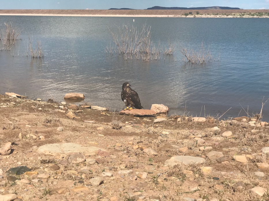 CONCHAS LAKE, N.M. – A young golden eagle rests on the shore, Aug. 23, 2018. Photo by Nadine Carter. This was a 2018 photo drive entry.