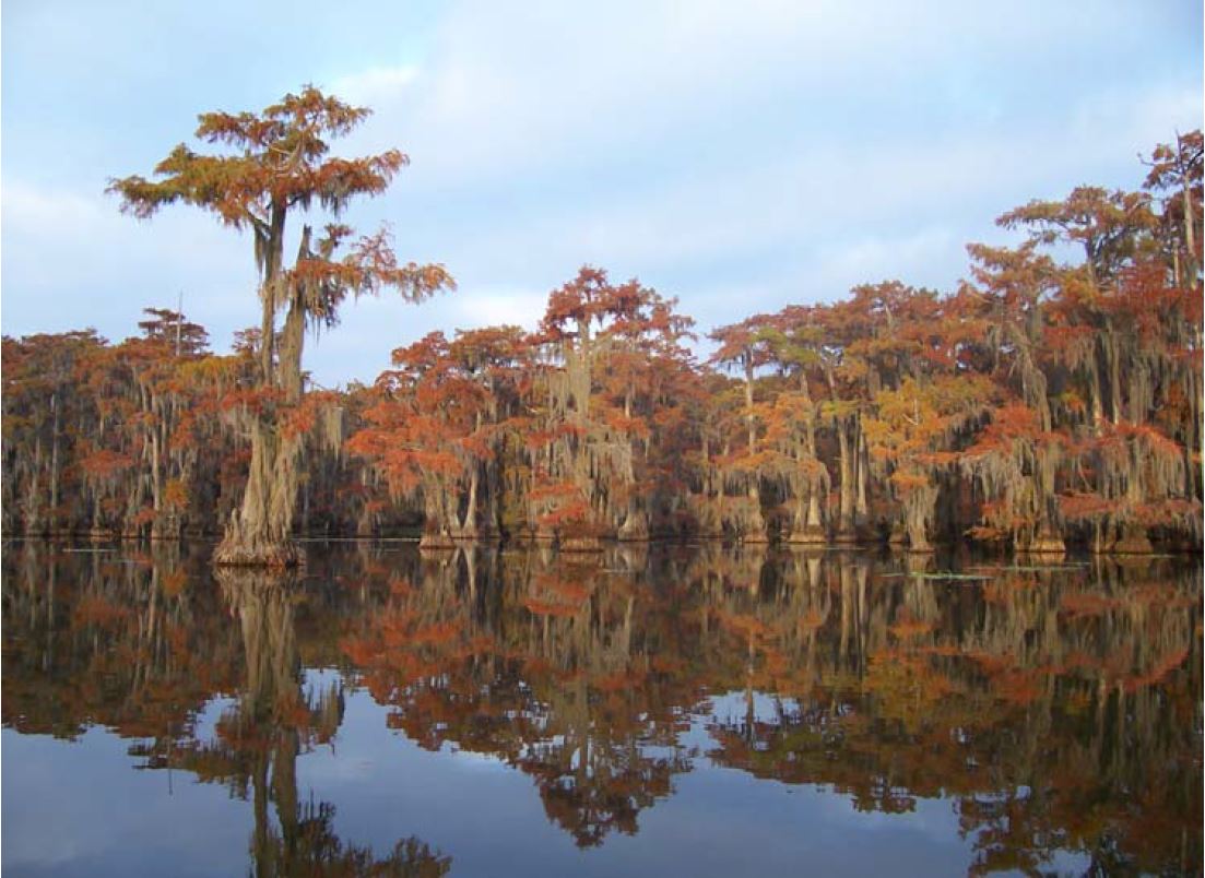 Big Cypress Bayou